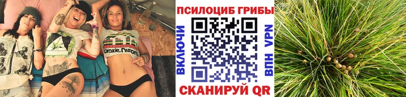 Галлюциногенные грибы Cubensis  Северо-Курильск 